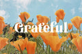 Tropical Garden – Elegant Serif Font
